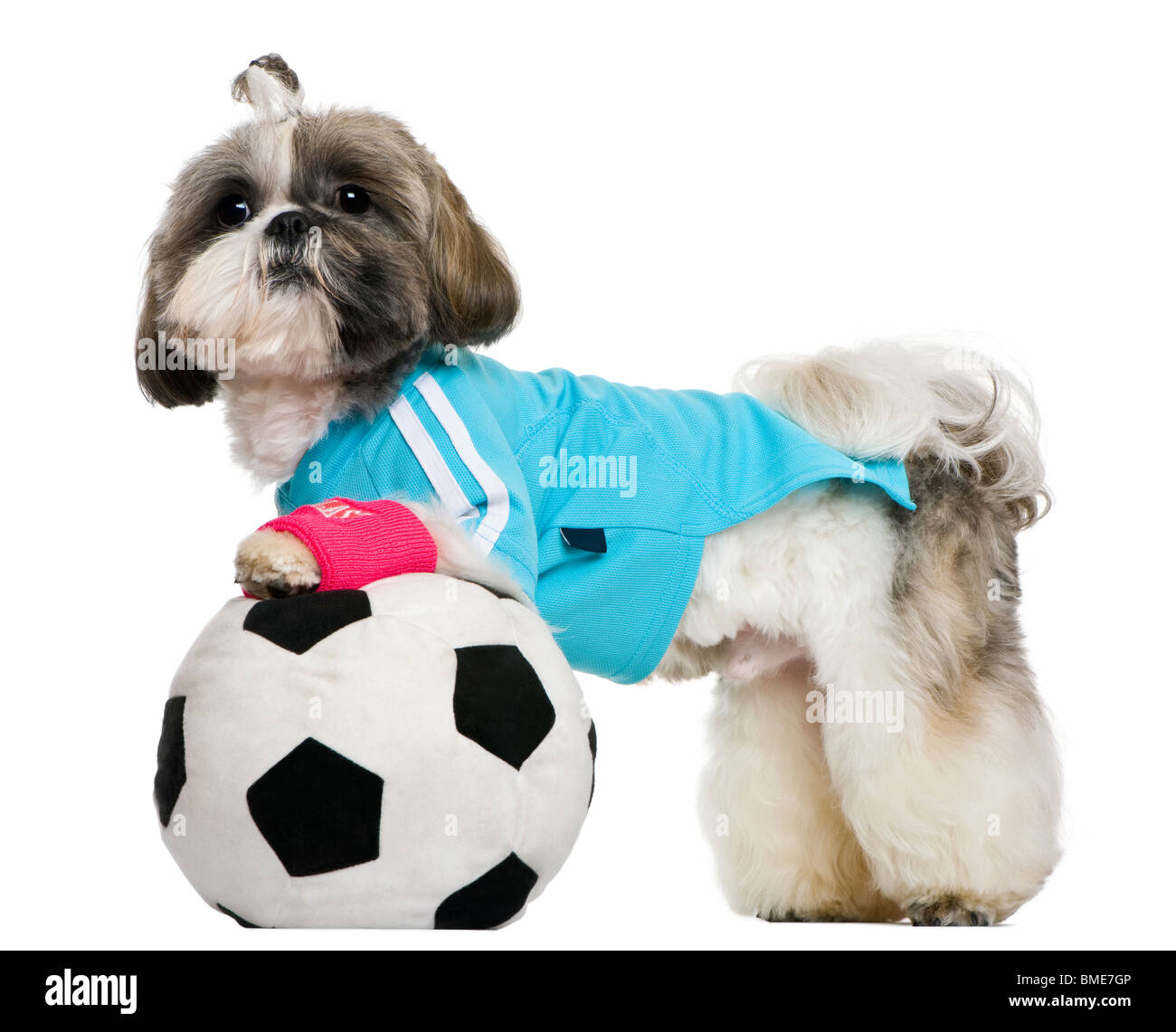 Shih Tzu, 18 mois, habillé avec ballon de soccer, in front of white background Banque D'Images