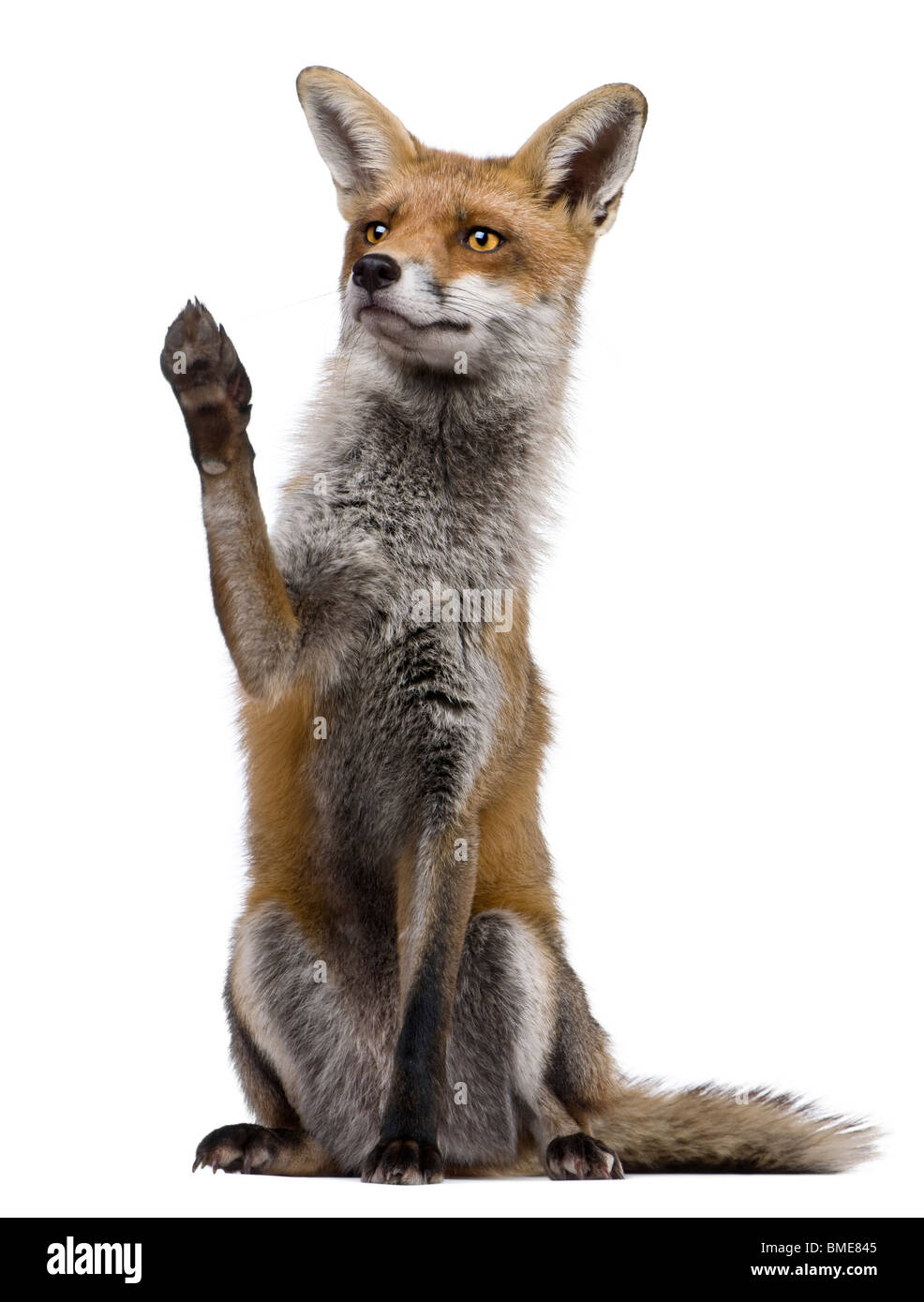 Red Fox, 1 ans, assis avec paw soulevées in front of white background Banque D'Images
