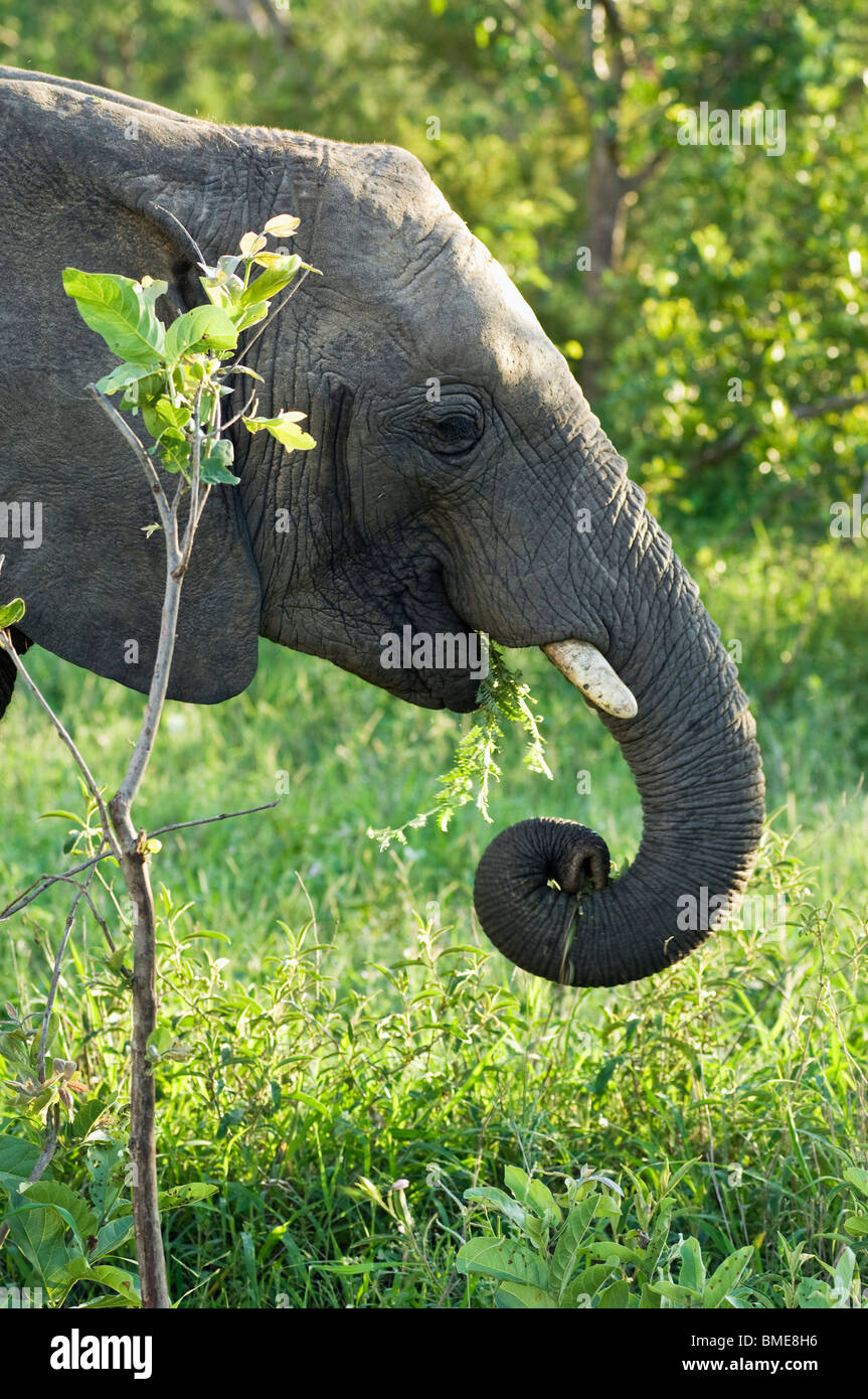 Mange de l'herbe de l'éléphant Banque D'Images