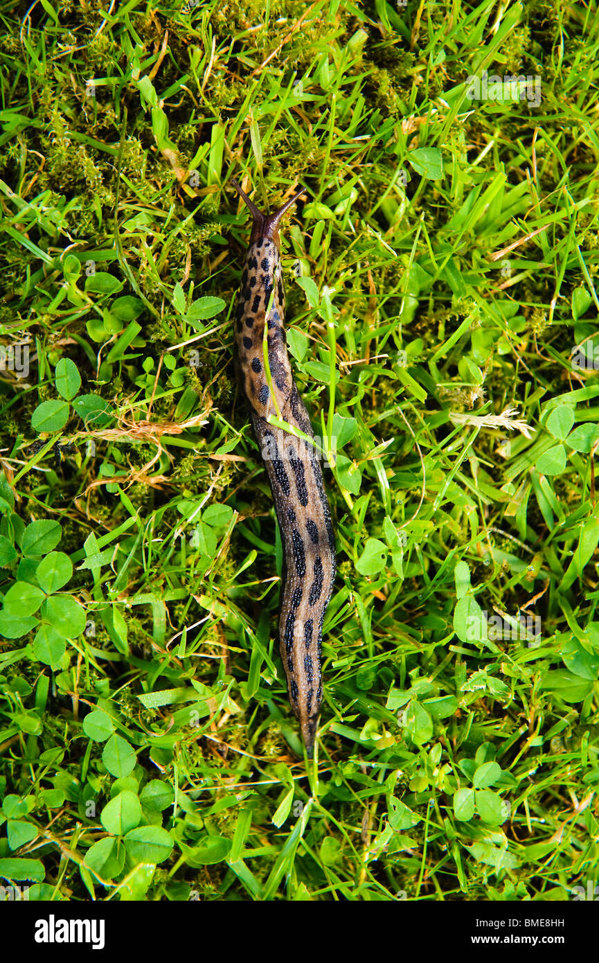 Escargot sur l'herbe, la Suède. Banque D'Images