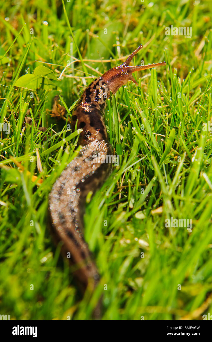 Escargot sur l'herbe, la Suède. Banque D'Images