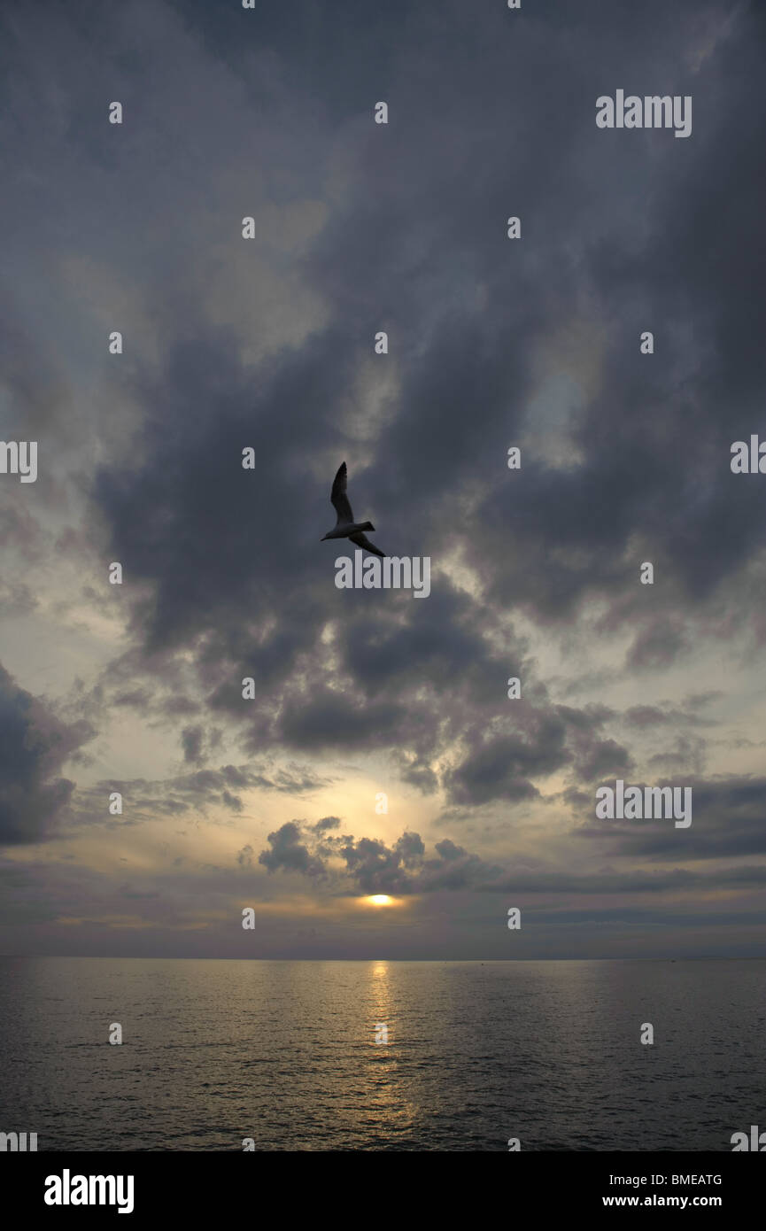 Une mouette voler au coucher du soleil, la baie de Cardigan, West Wales UK Banque D'Images