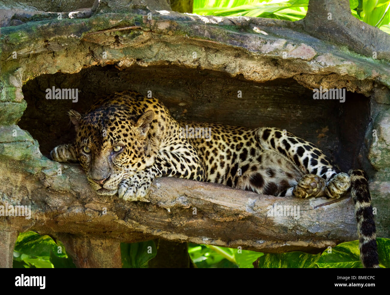 Leopard ; Panthera pardus Banque D'Images