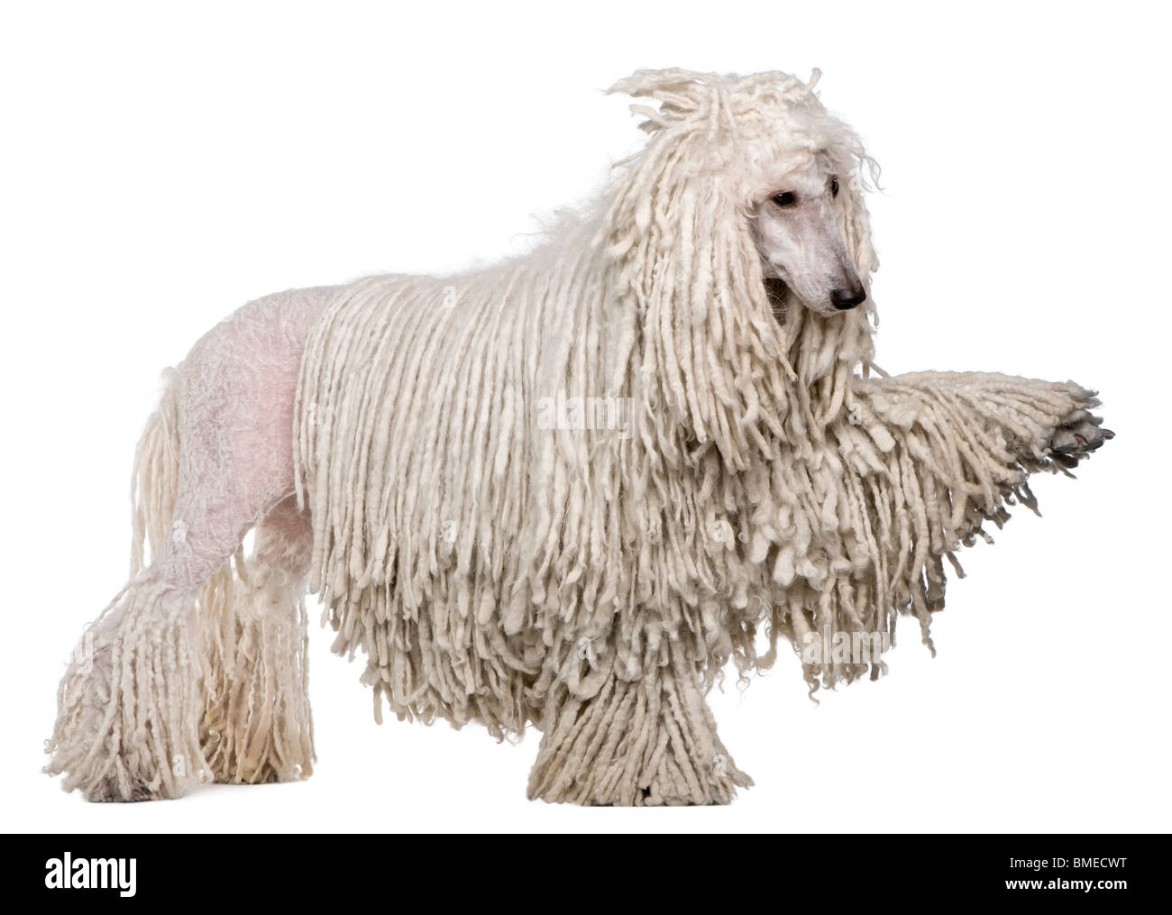 Vue de côté avec fil blanc caniche standard avec paw standing in front of white background Banque D'Images