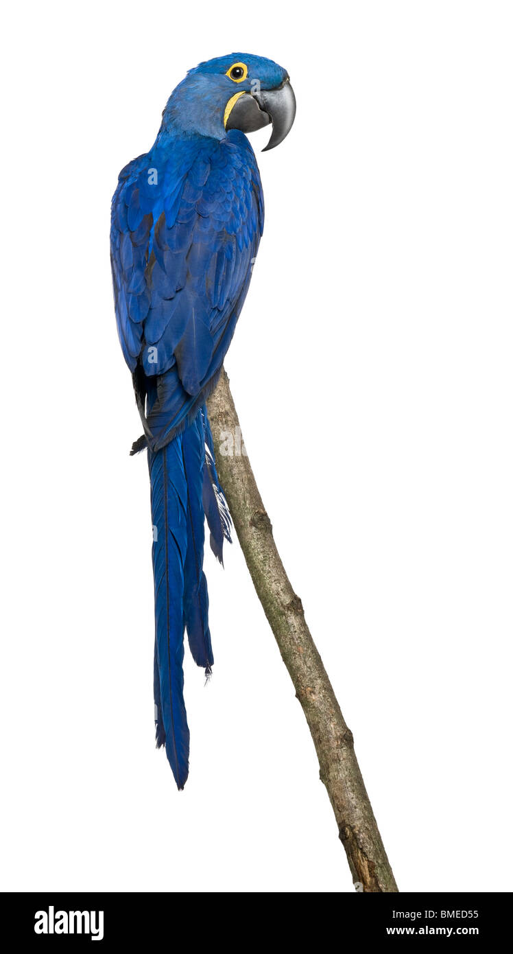 Hyacinth Macaw, 1 ans, perching on branch in front of white background Banque D'Images