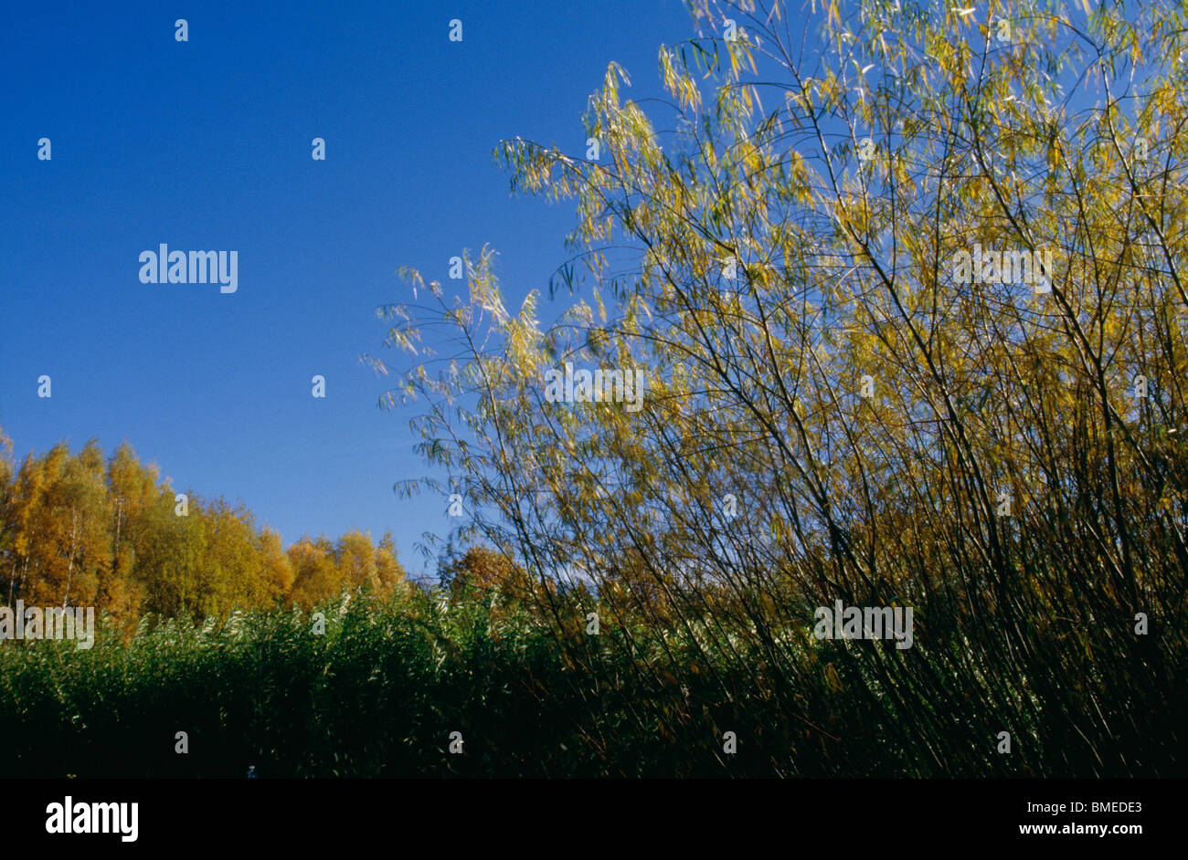Des arbres contre le ciel clair Banque D'Images