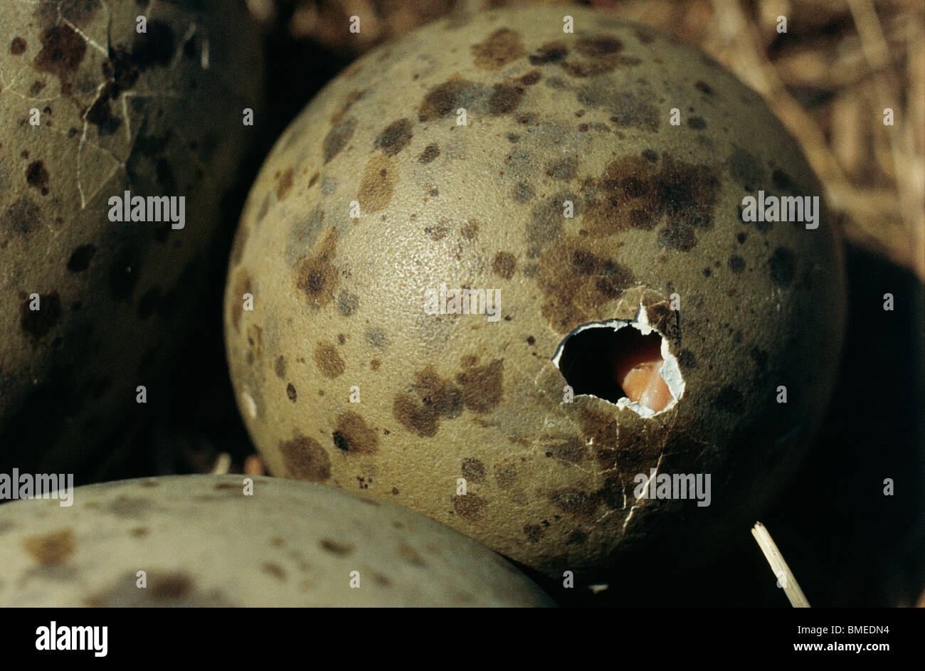 L'éclosion des œufs du goéland argenté Banque D'Images