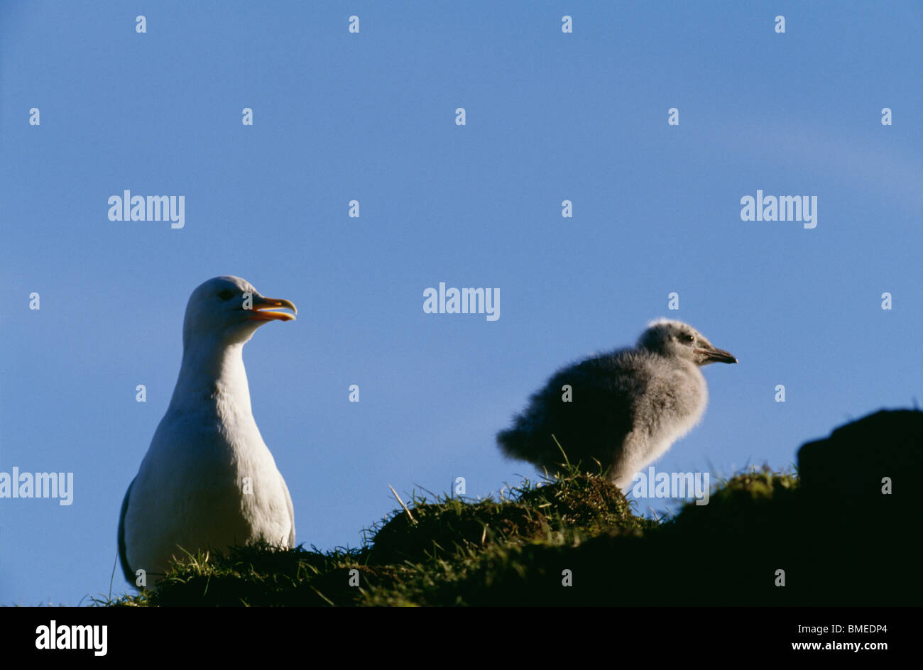 Deux goélands à ailes grises sur rock Banque D'Images