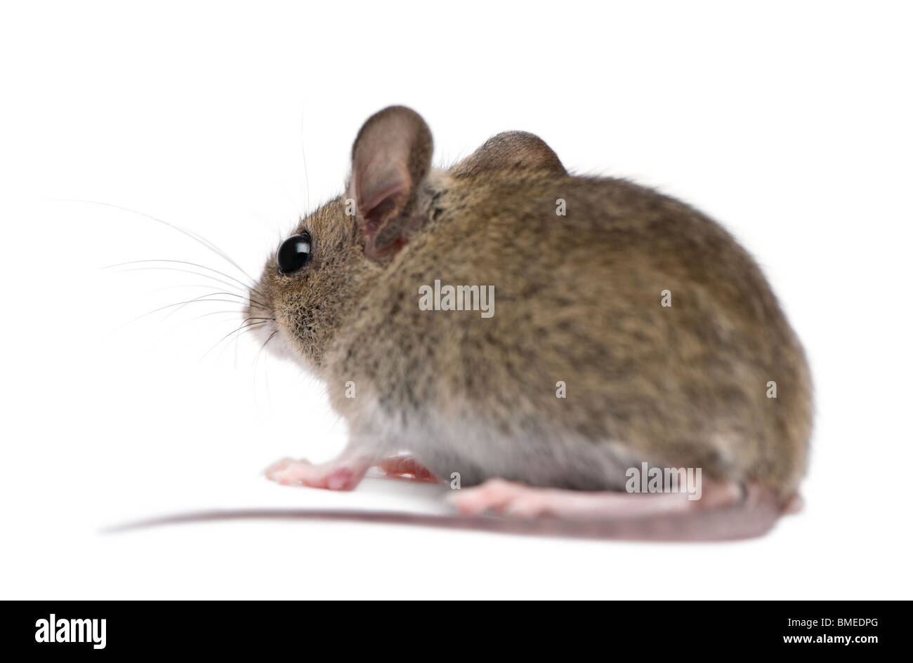 Vue latérale du bois mouse in front of white background Banque D'Images