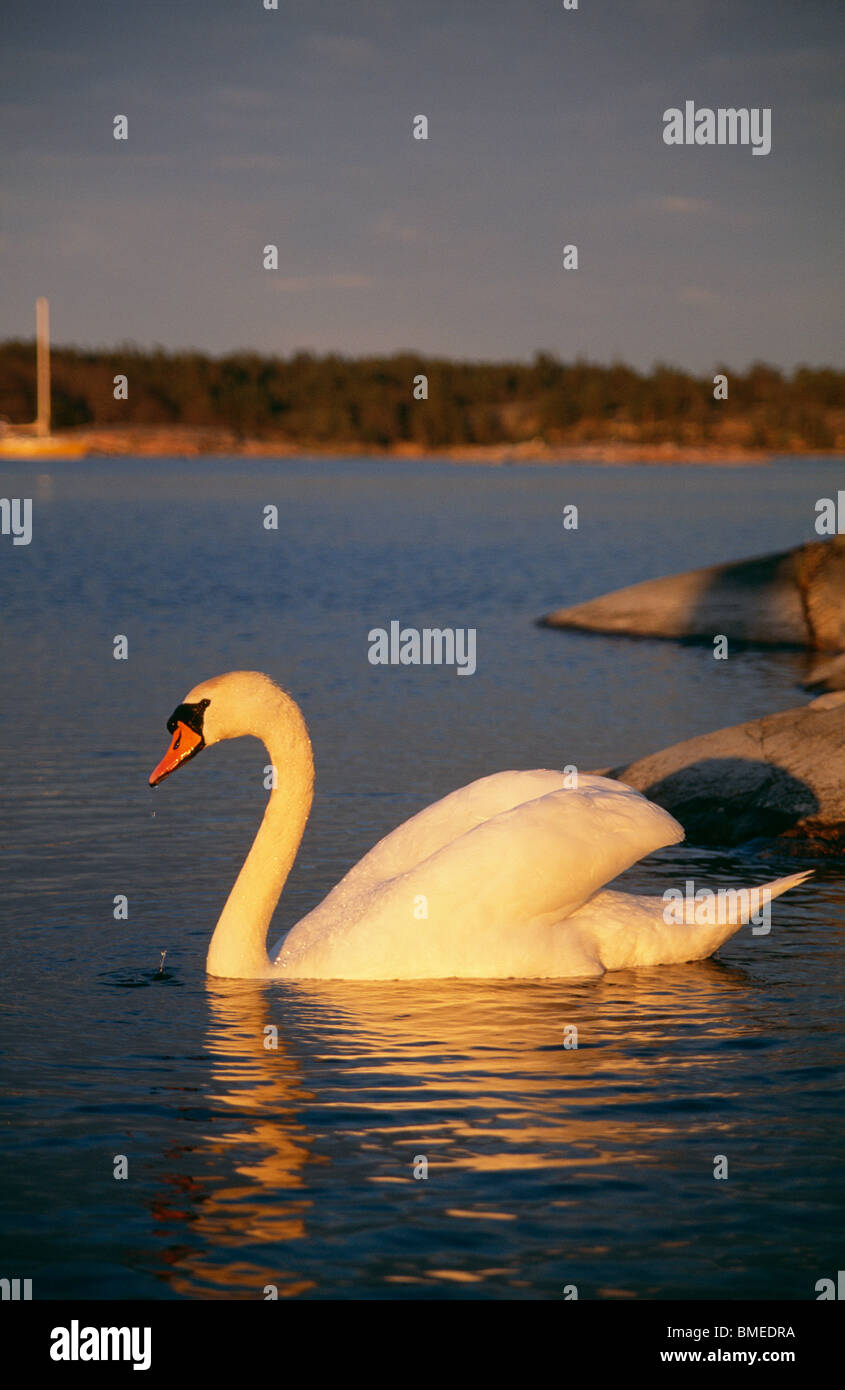 Avis de mute swan piscine Banque D'Images