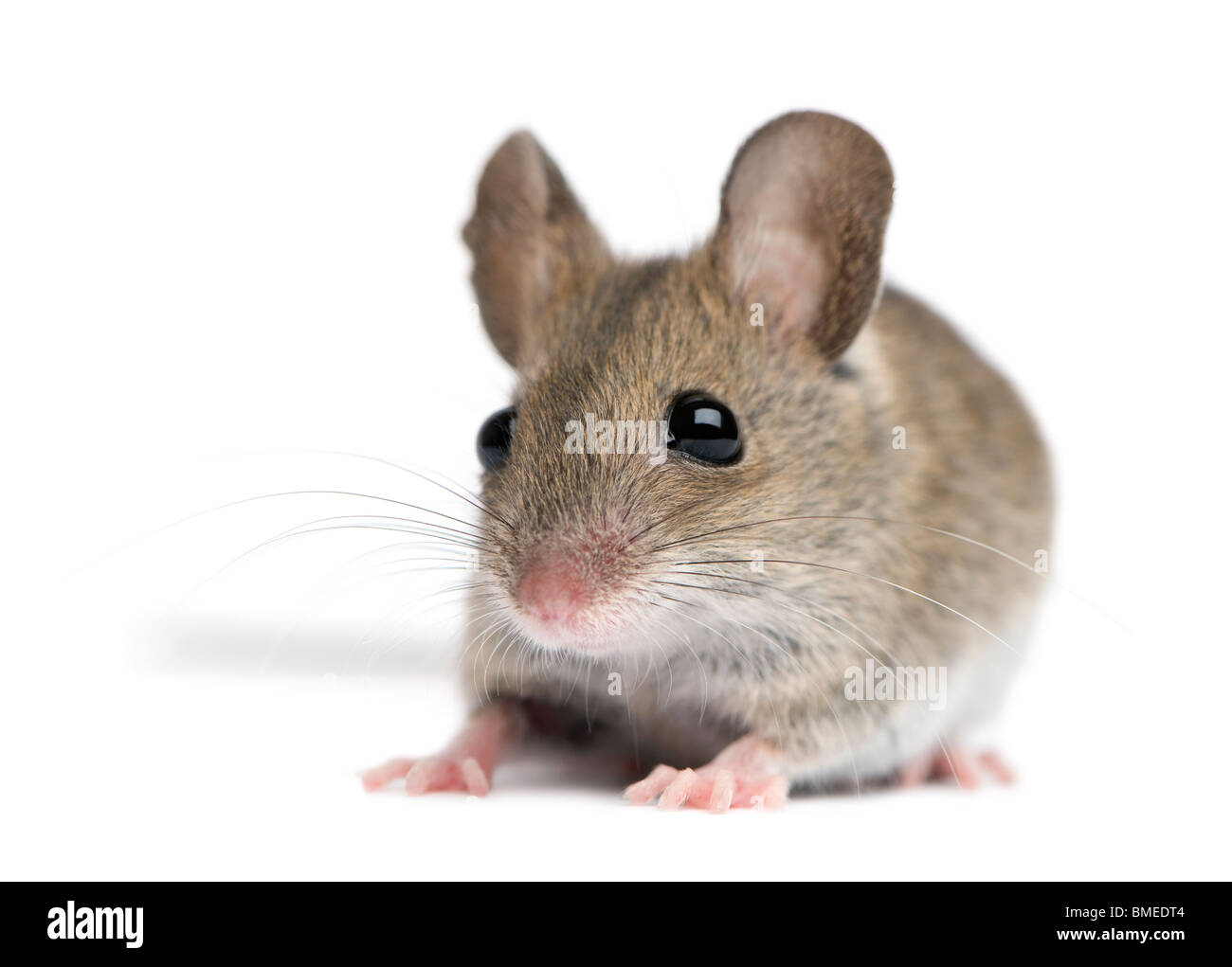 Vue avant du bois mouse in front of white background Banque D'Images