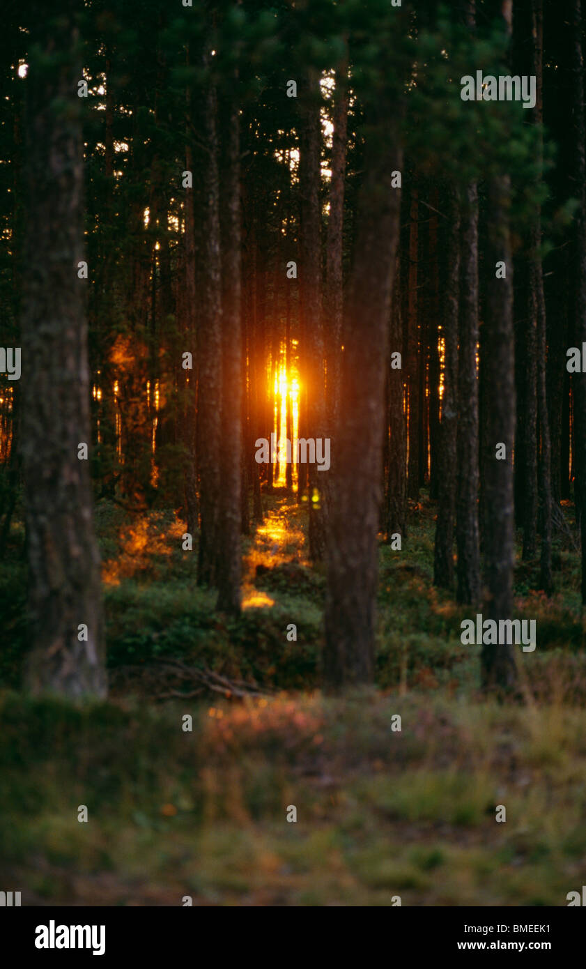 La forêt de conifères au coucher du soleil Banque D'Images
