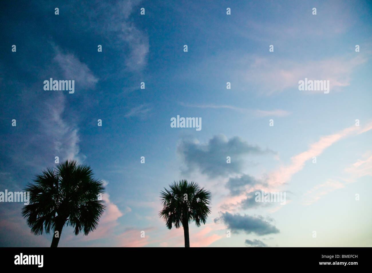 Amérique du Nord, USA, Caroline du Sud, Silhouette d'arbres au crépuscule dans park Banque D'Images