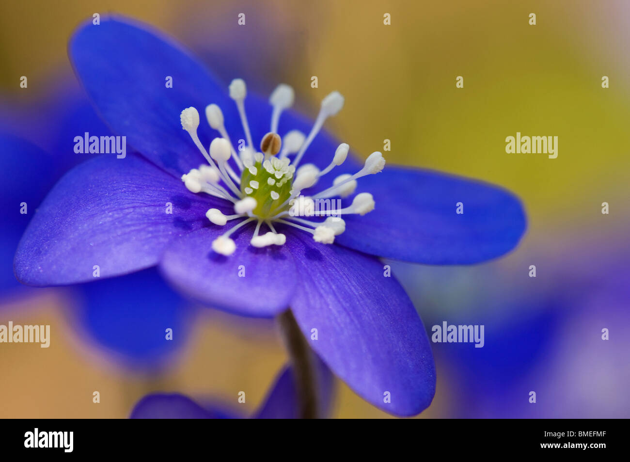 La Scandinavie, la Suède, l'Oland, Blue anemone, close-up Banque D'Images