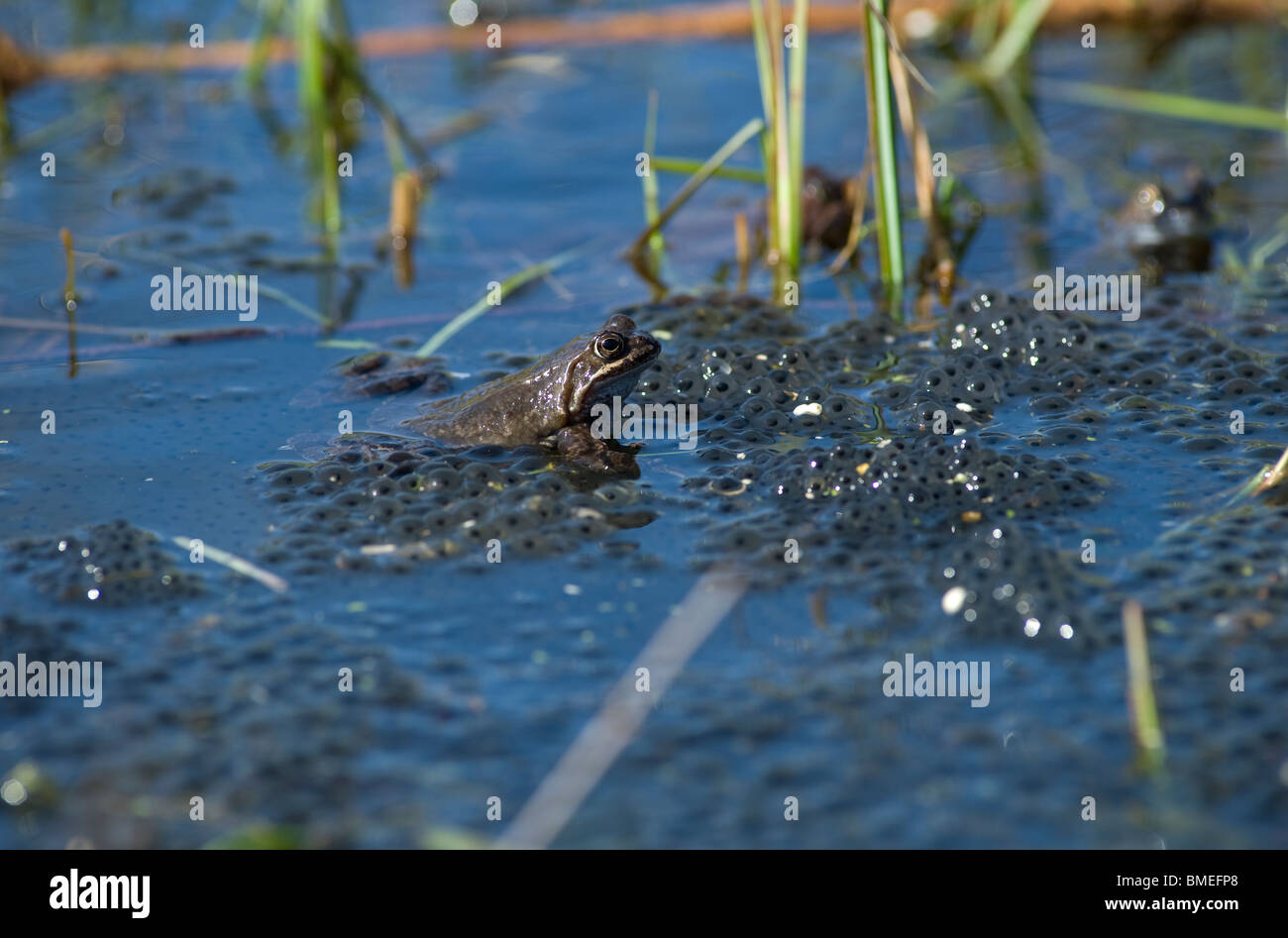 La Scandinavie, la Suède, Göteborg, grenouille rousse avec frogspawn dans le lac Banque D'Images