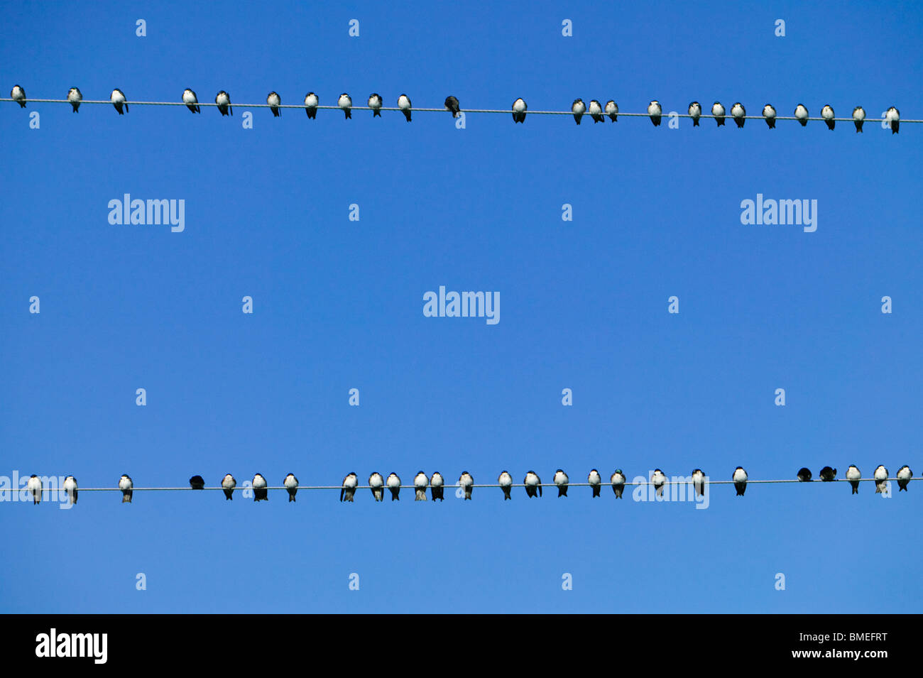 Amérique du Nord, USA, vue d'oiseaux de se percher sur le câble d'alimentation, low angle view Banque D'Images
