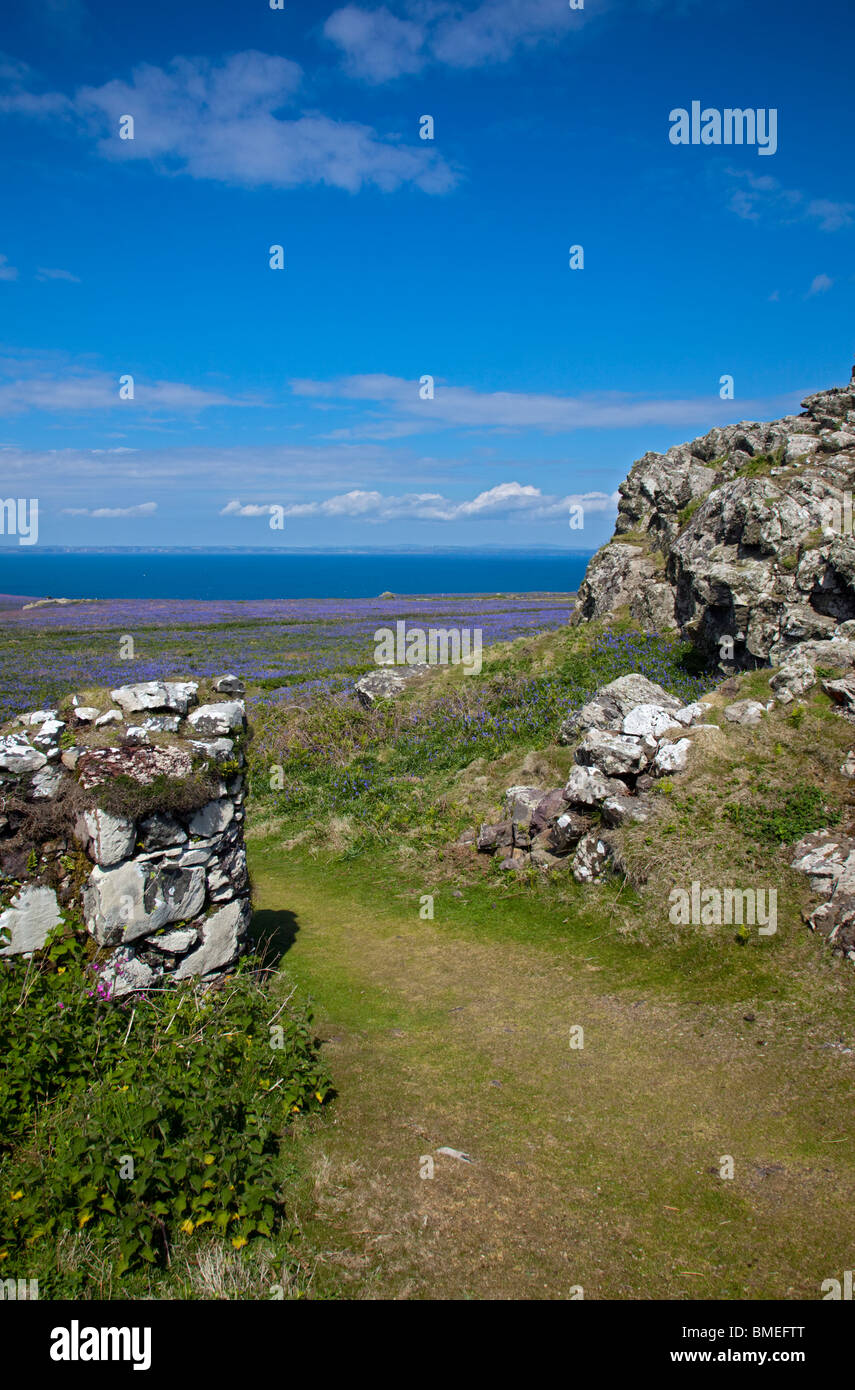 Chemin et murs de ferme sur l'île de Skomer, Pembrokeshire, Pays de Galles Banque D'Images