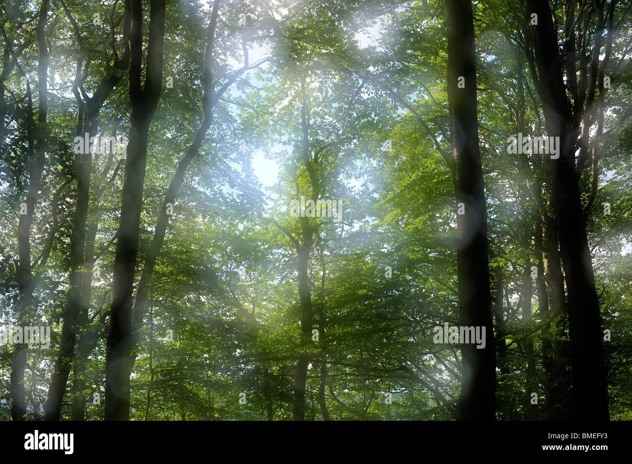 La Scandinavie, la Suède, Halland, voir des hêtres dans la forêt Banque D'Images