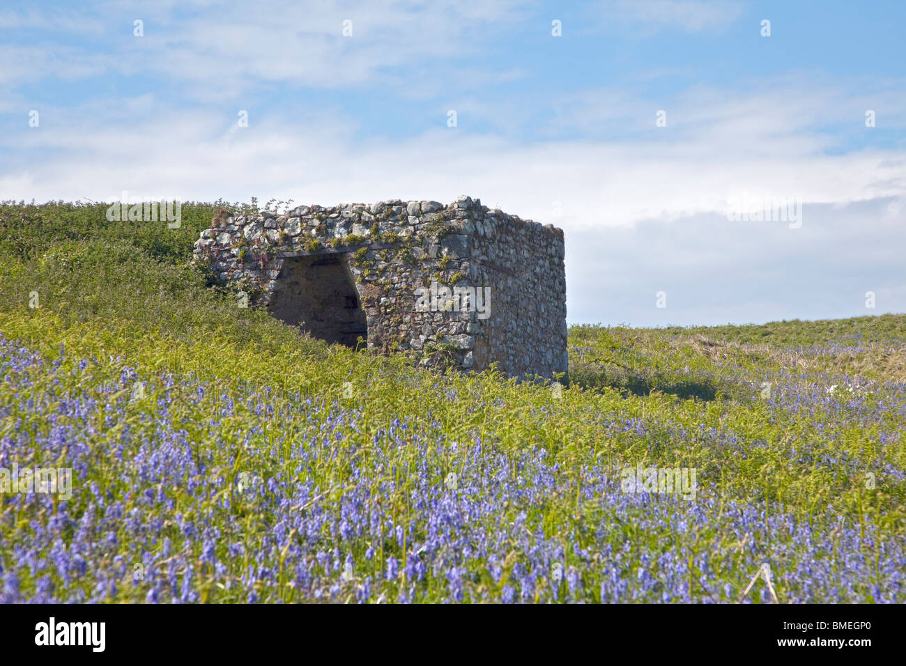 Ancien four à chaux et de jacinthes, Skomer Island, au Pays de Galles Banque D'Images