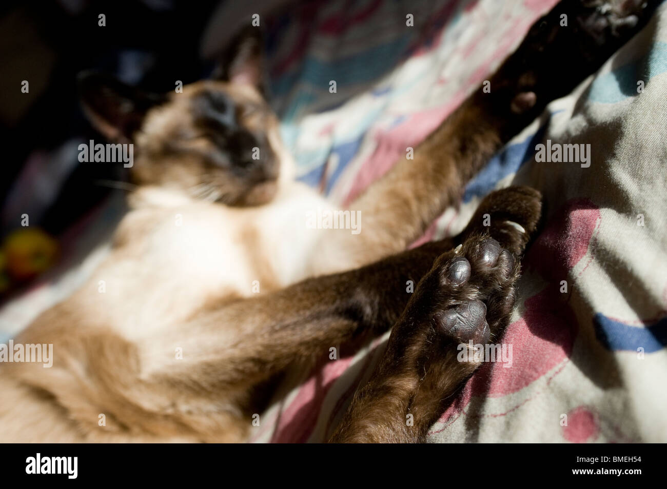Close up d'un seal point siamese cat se dorer sous le soleil chaud. Banque D'Images