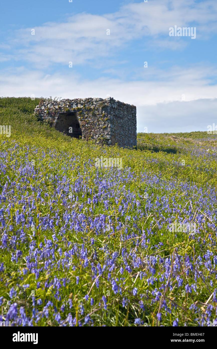 Ancien four à chaux et de jacinthes, Skomer Island, au Pays de Galles Banque D'Images