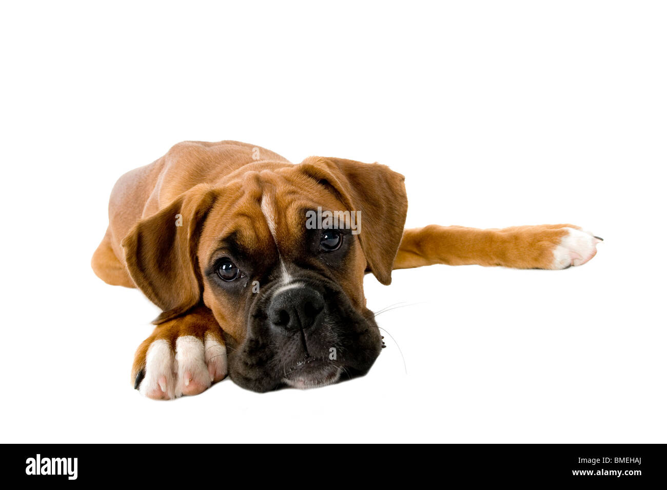Funny portrait d'un chien boxer chiot. Banque D'Images