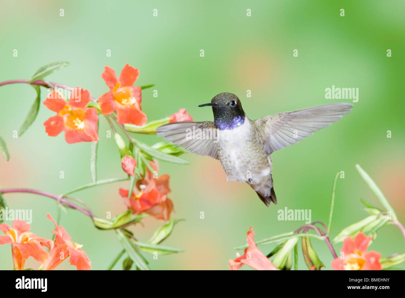 Colibri à gorge noire en Écarlate Monkey Flower Banque D'Images