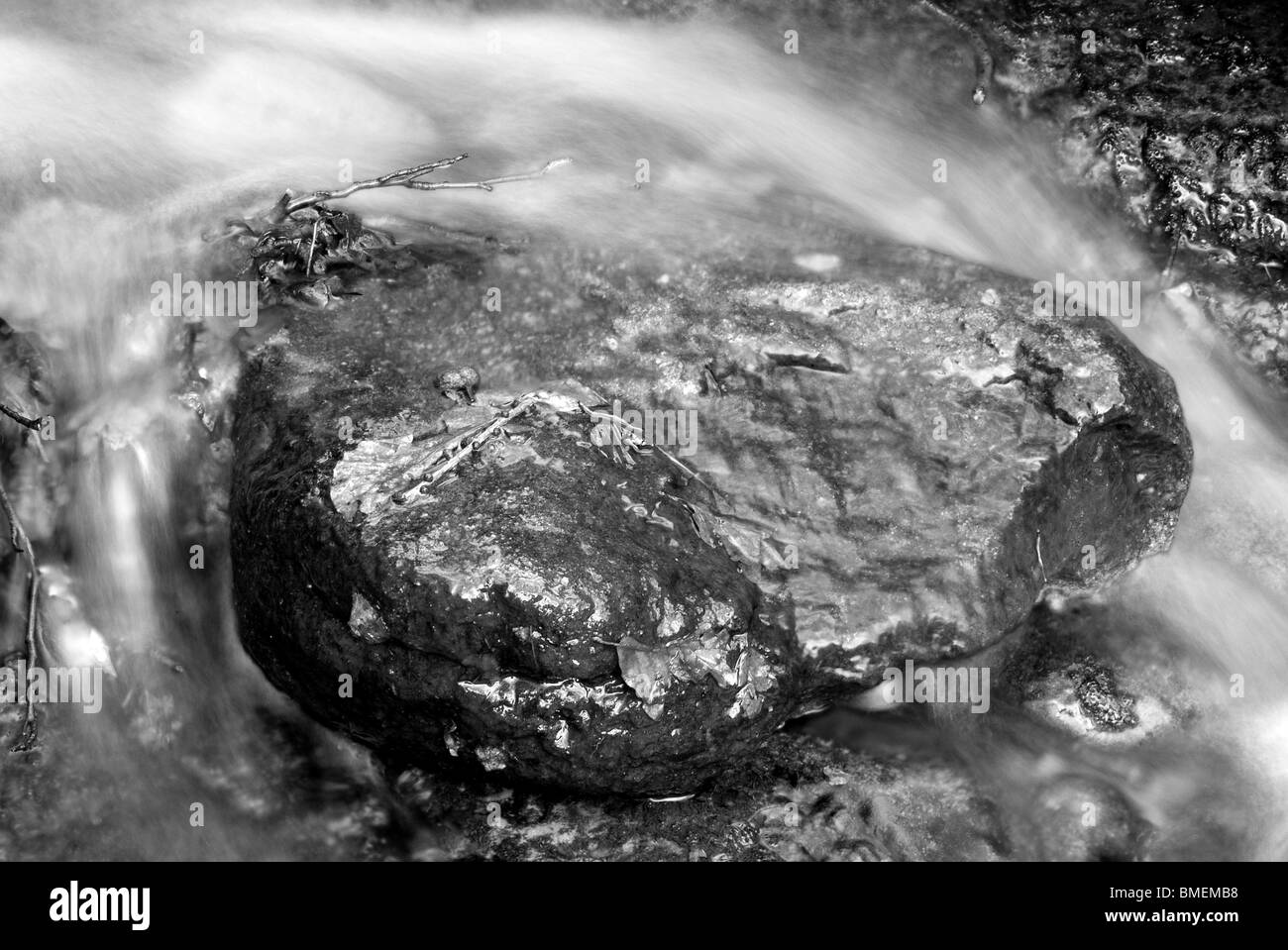 Feuilles sur un rocher dans un petit ruisseau, la SRCFA Bois, Bolton Abbey, North Yorkshire, Angleterre, Banque D'Images