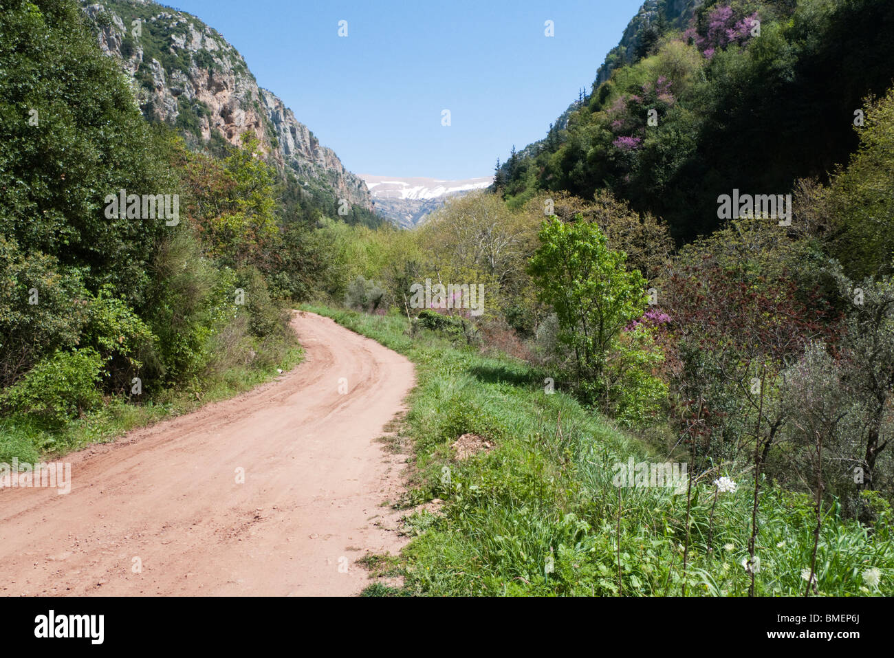 La "Vallée des Saints" de la forêt des cèdres de Dieu' 'près du Mont Makmel à 2000m de haut sur la vallée de la Qadisha, Nord du Liban Banque D'Images