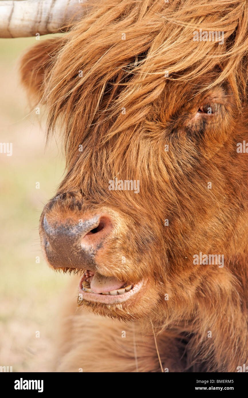 Vache Highland, Scotland, UK Banque D'Images
