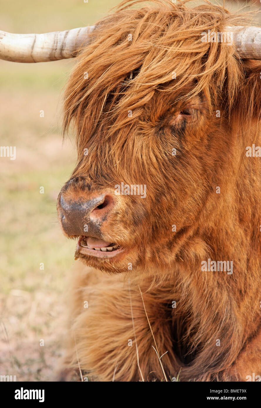 Vache Highland, Scotland, UK Banque D'Images