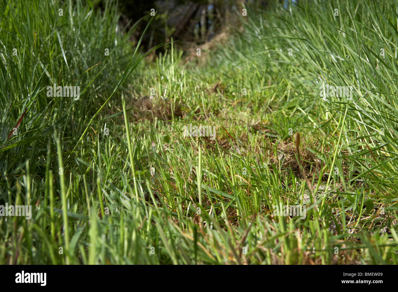 Partie de l'herbe fraîchement coupée dans la longue herbe envahi dans un jardin Banque D'Images