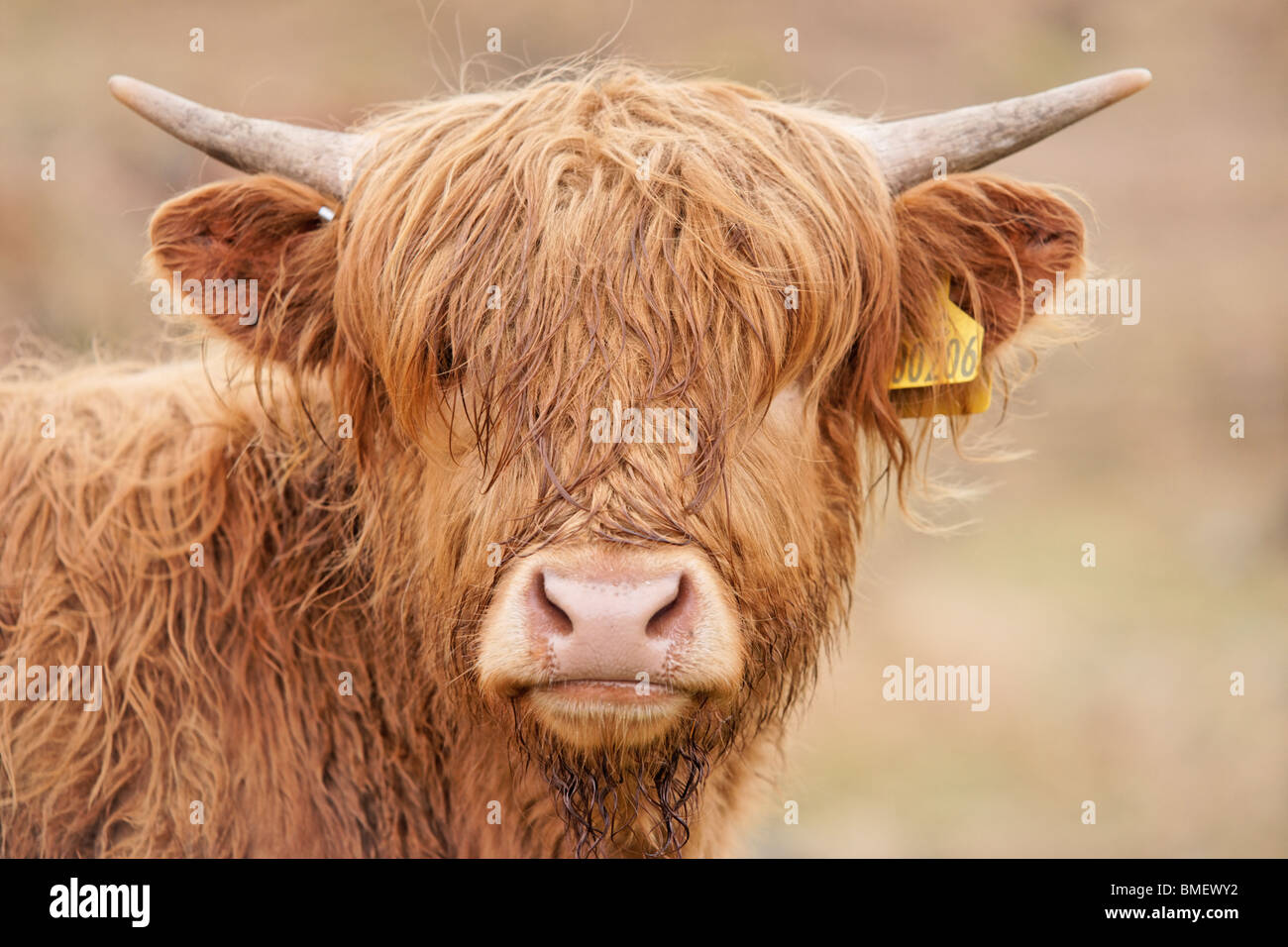 Les jeunes vaches Highland, Scotland, UK. Banque D'Images