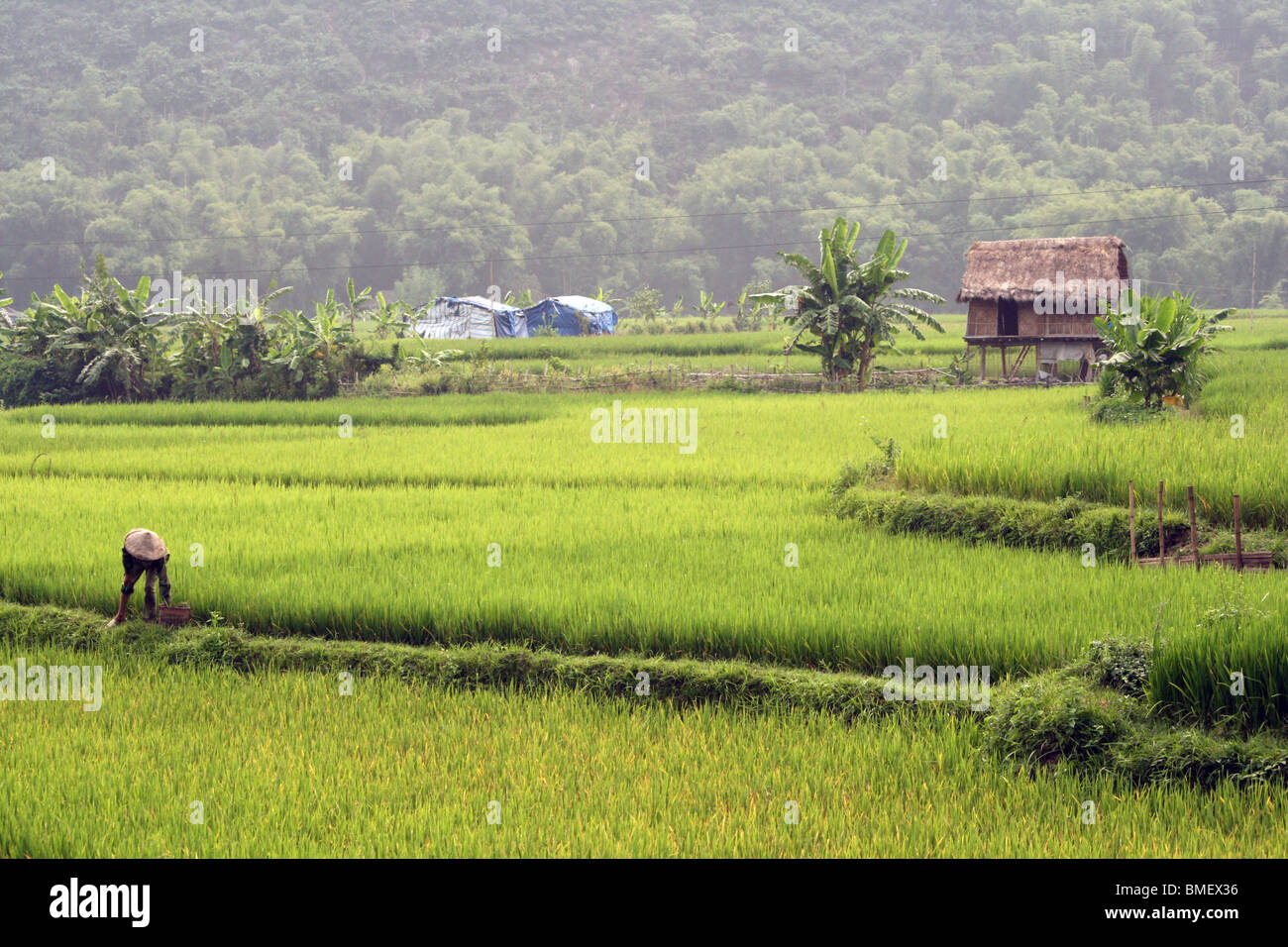 Champ de riz et en bois maison sur pilotis dans la Vallée de Mai Chau, Vietnam Banque D'Images