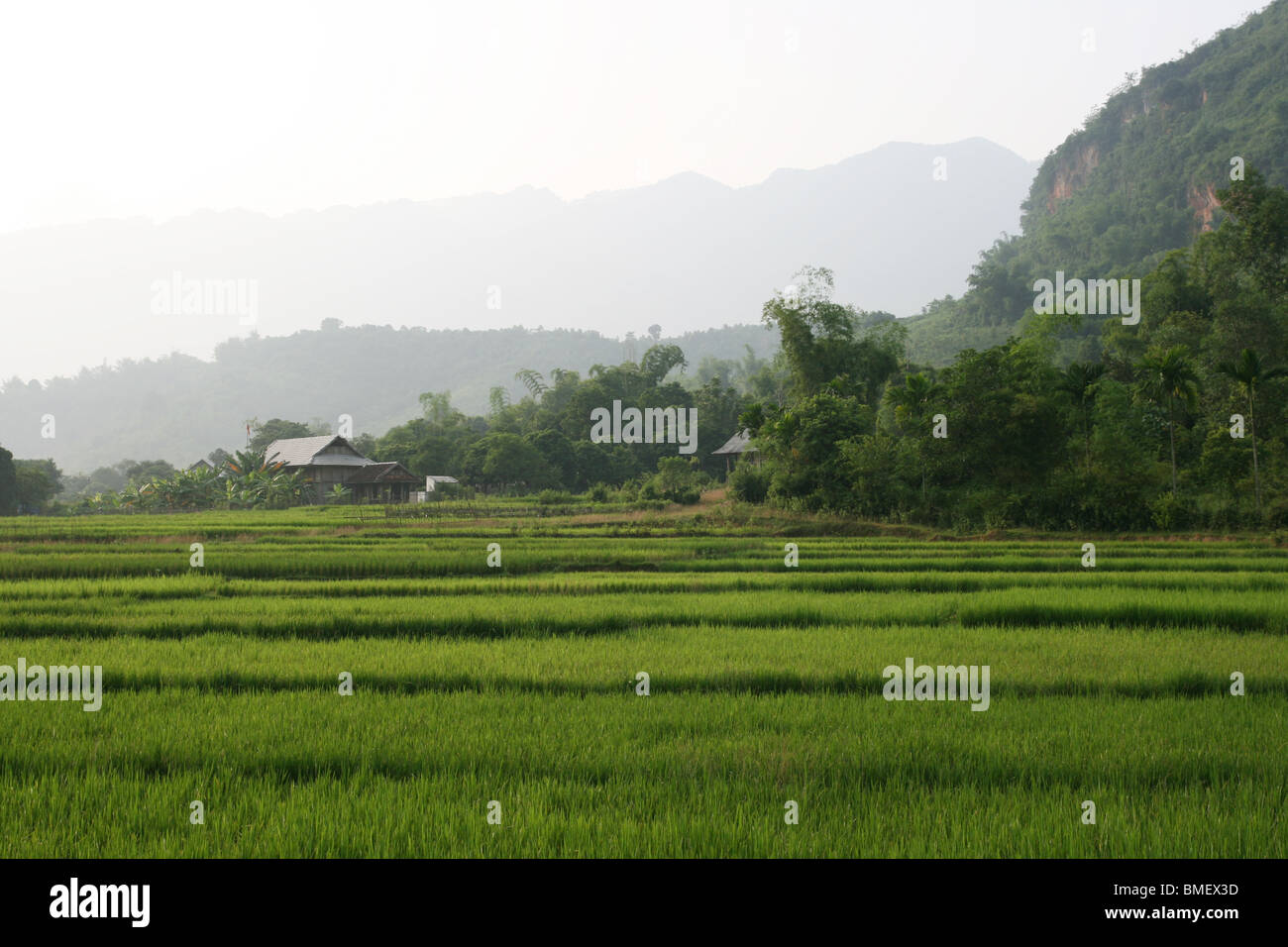 Champ de riz et en bois maison sur pilotis dans la Vallée de Mai Chau, Vietnam Banque D'Images