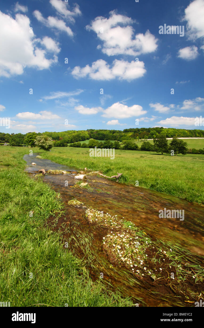 Hambleden Brook, un flux de craie qui coule à travers un champ les agriculteurs vers la fin de l'usine, dans le Buckinghamshire, Royaume-Uni. Banque D'Images