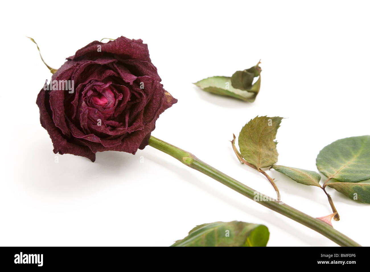 Red dead rose, concept de l'amour perdu Banque D'Images