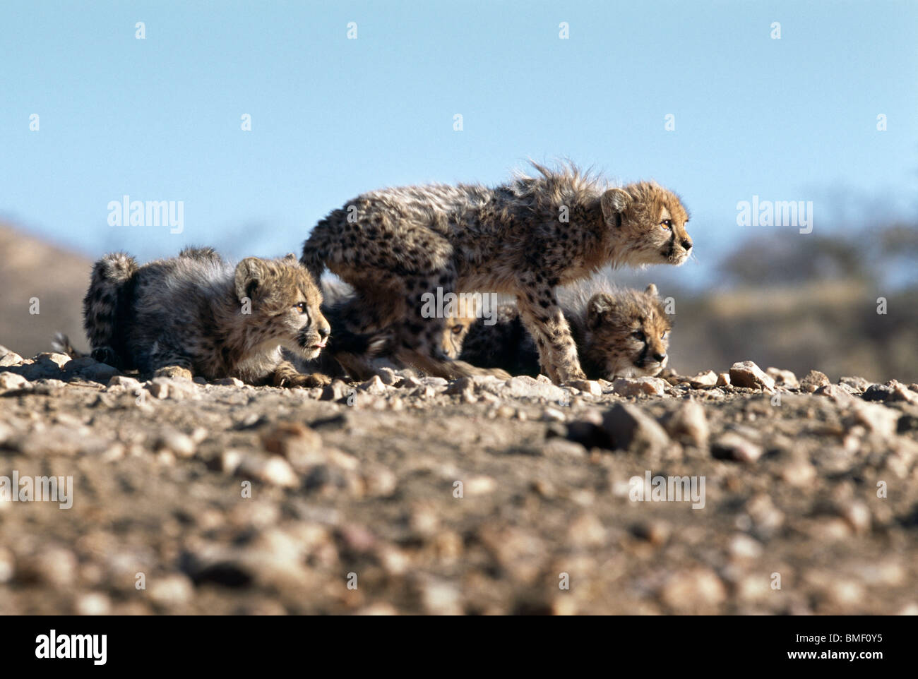 Cheetah cubs, Namibie Banque D'Images