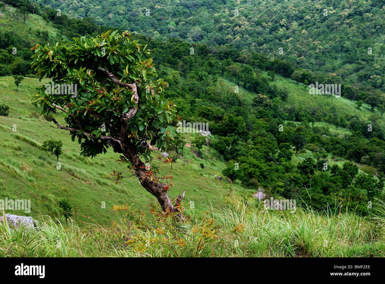 Paysage de la vallée de la colline de l'Inde Banque D'Images
