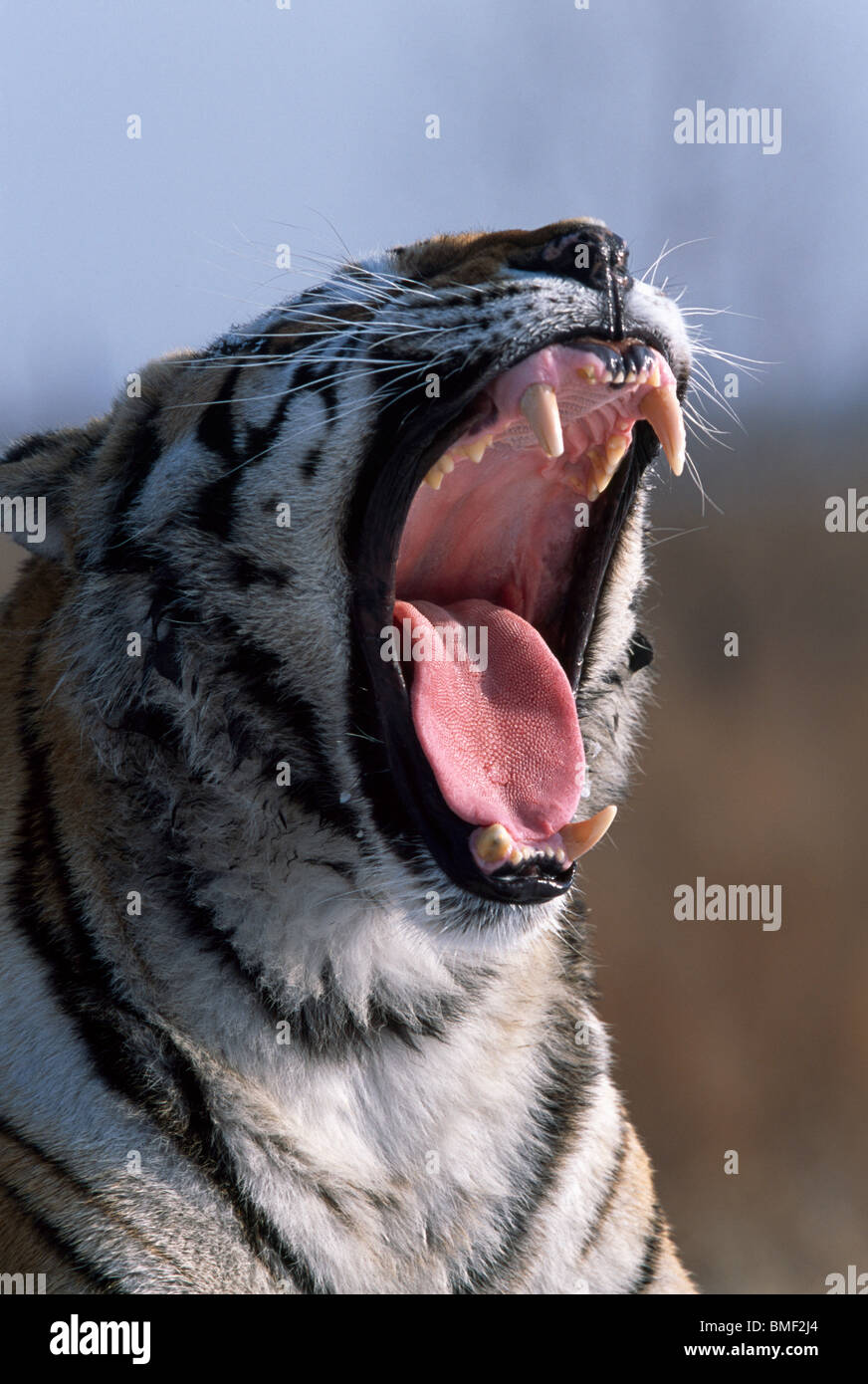 Tigre de Sibérie, le nord de la Chine Banque D'Images