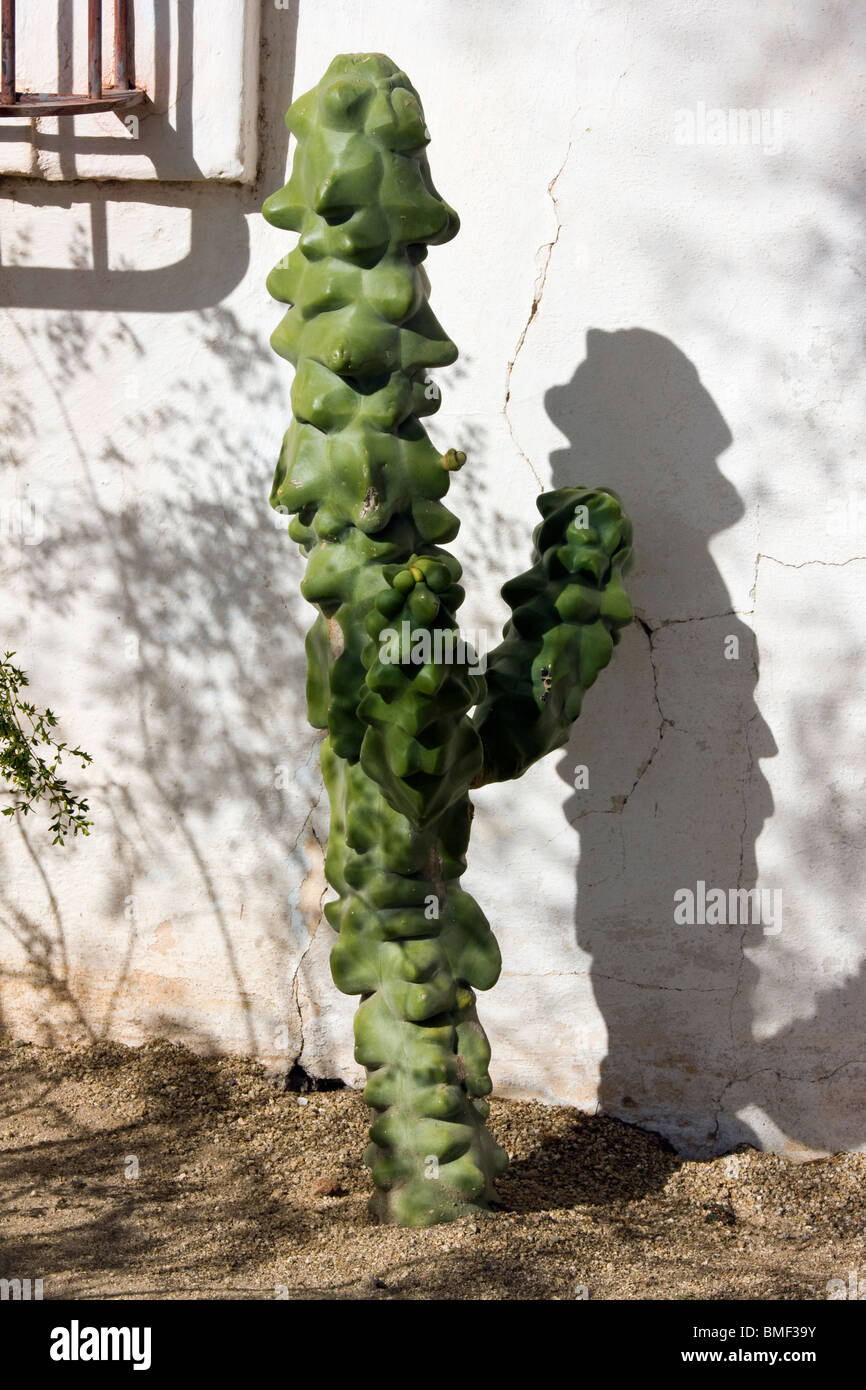 Totem cactus lophocereus schotti photo stock