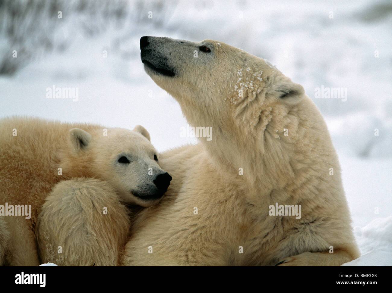 L'ours polaire, Cape Churchill, Manitoba, Canada. Banque D'Images