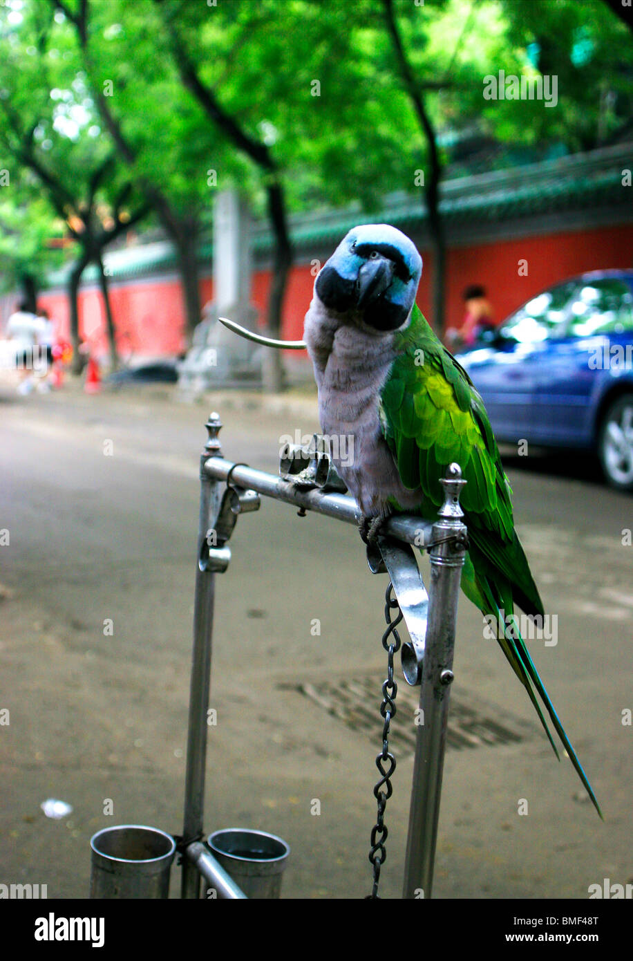 Perroquet sur la perche, Fuxue Hutong, Beijing, Chine Banque D'Images