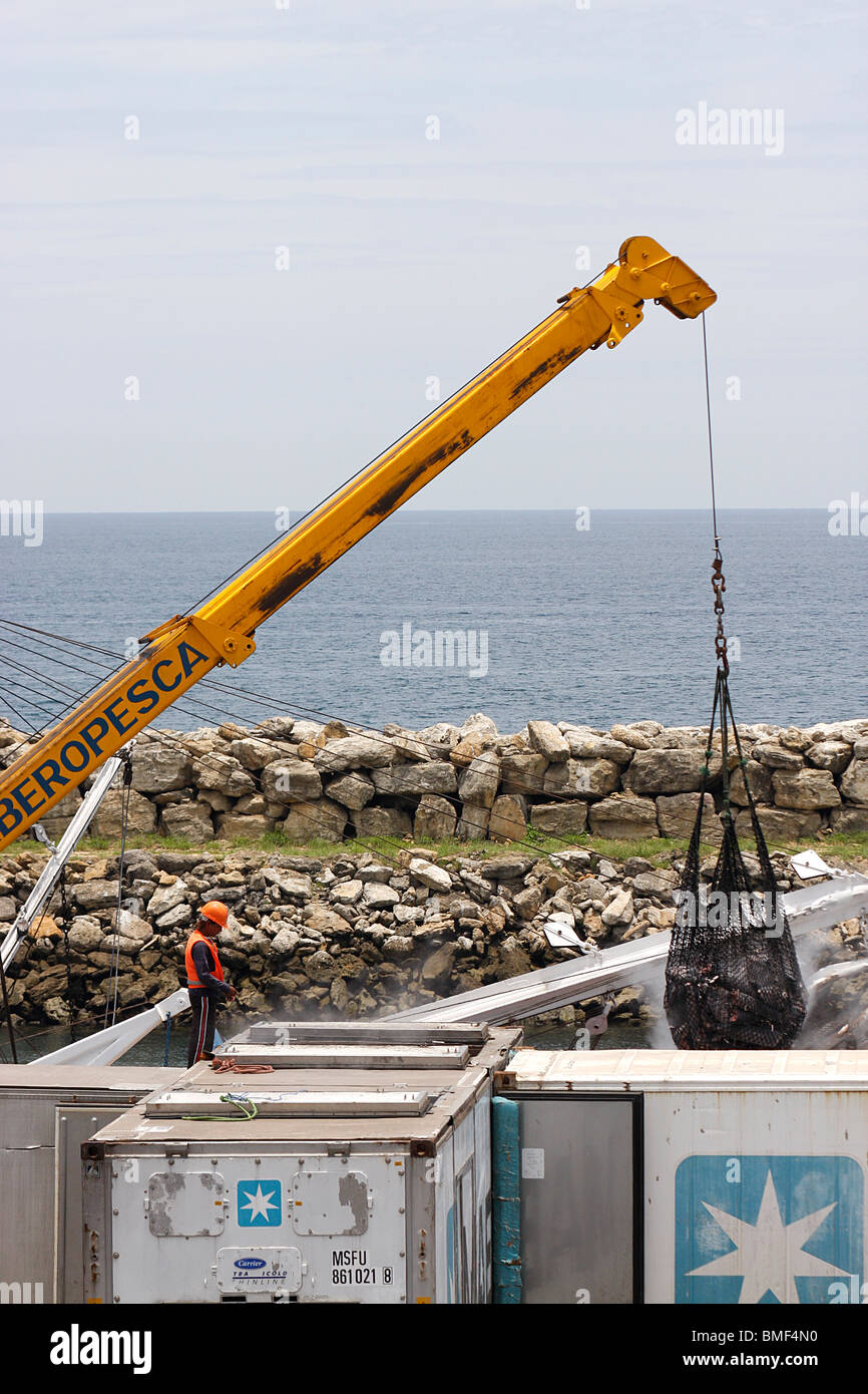 Le déchargement du thon congelé Poisson d'un bateau de pêche chargé dans le transport frigorifique au port de Manta,Mexique. Banque D'Images