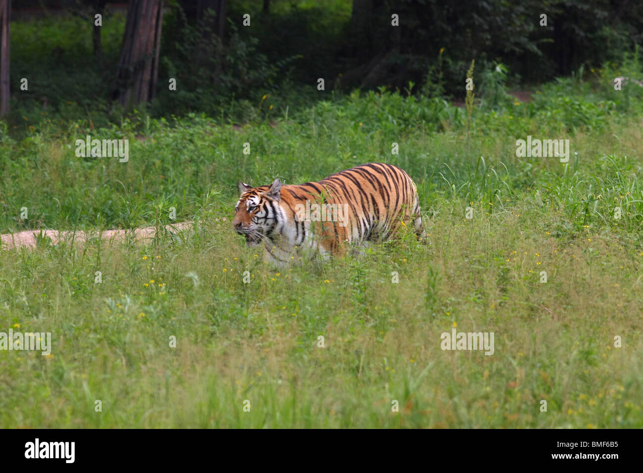 Tiger walking in Hengdaohezi Siberian Tiger Park, Hailin, Harbin, province de Heilongjiang, Chine Banque D'Images