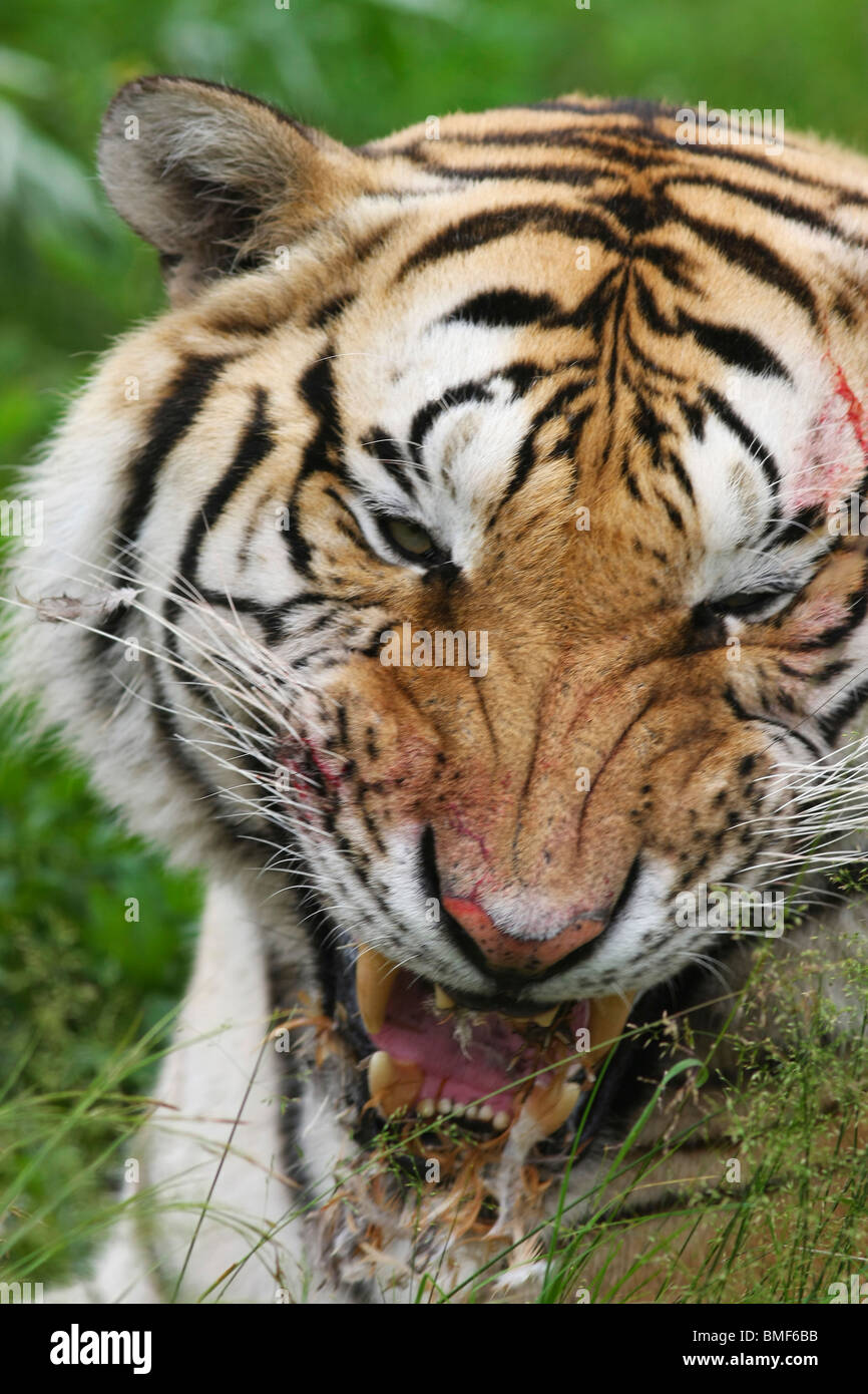 Close-up of tiger, Hengdaohezi Siberian Tiger Park, Hailin, Harbin, province de Heilongjiang, Chine Banque D'Images