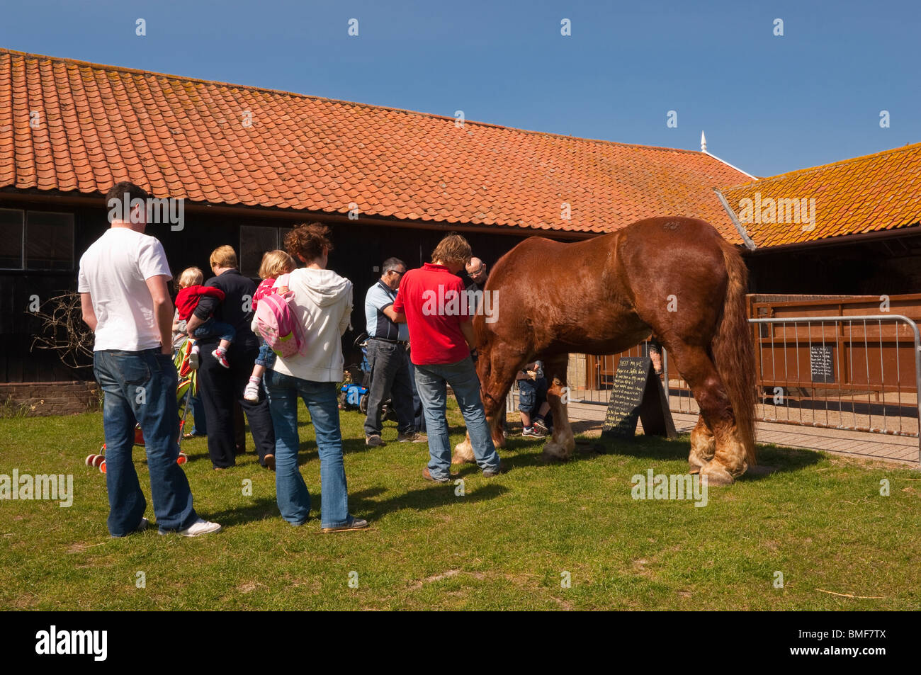 La majeure Punch Suffolk horse au Easton Farm Park dans la région de Easton , , , Bretagne , France Banque D'Images