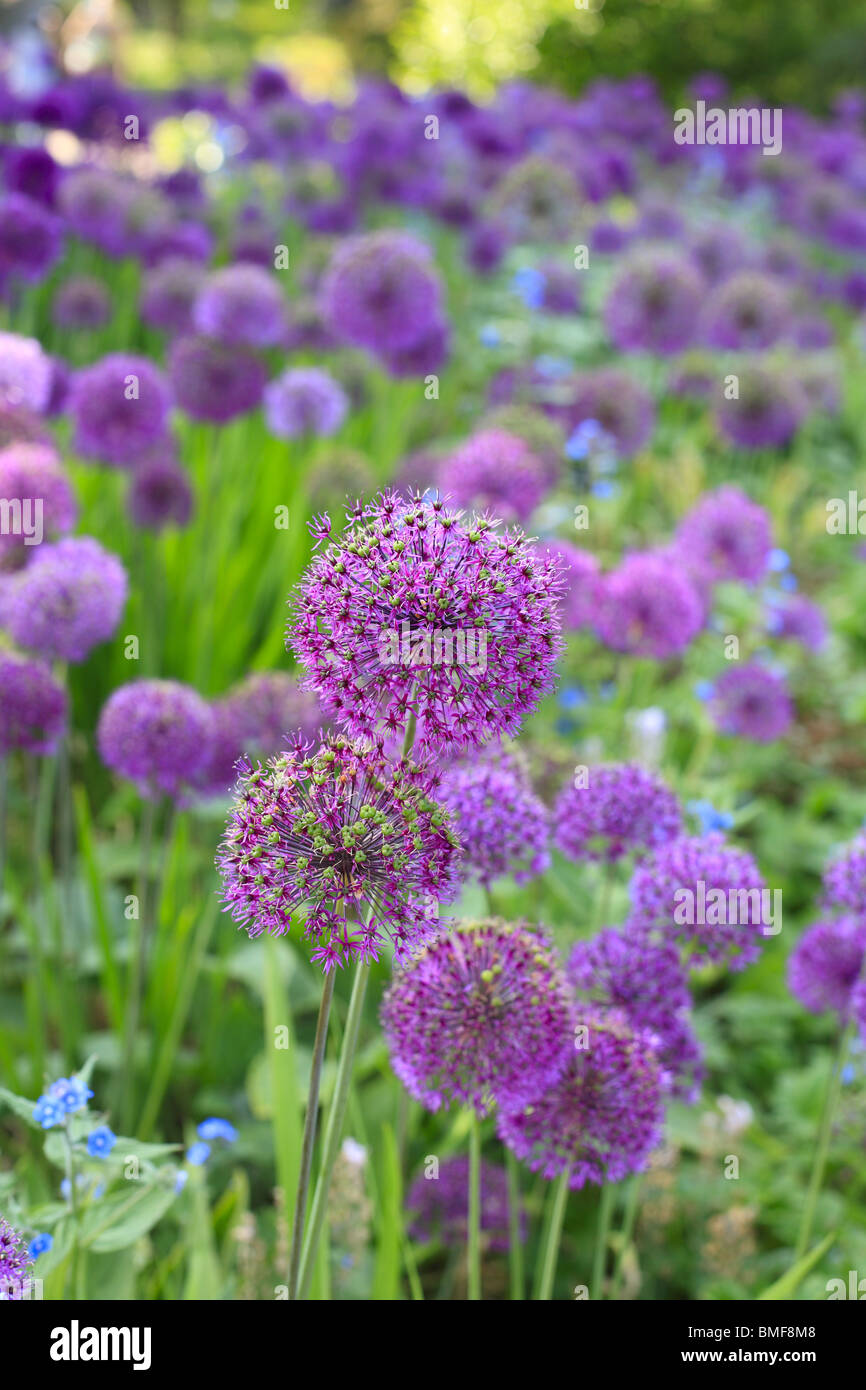 Allium hollandicum 'Purple Sensation' des fleurs de jardin Banque D'Images