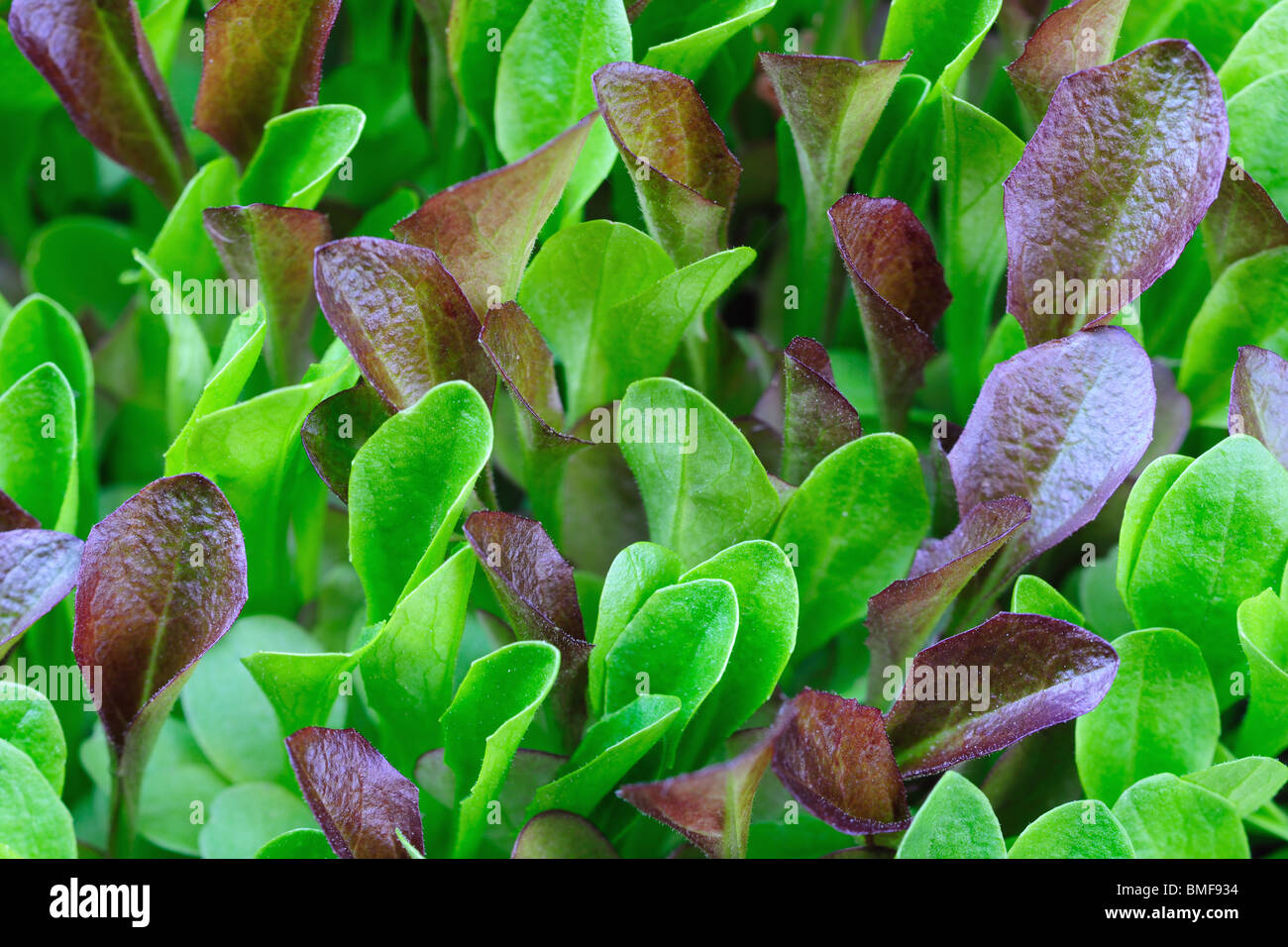 Close up of green et bourgogne semis croissant de laitue Banque D'Images