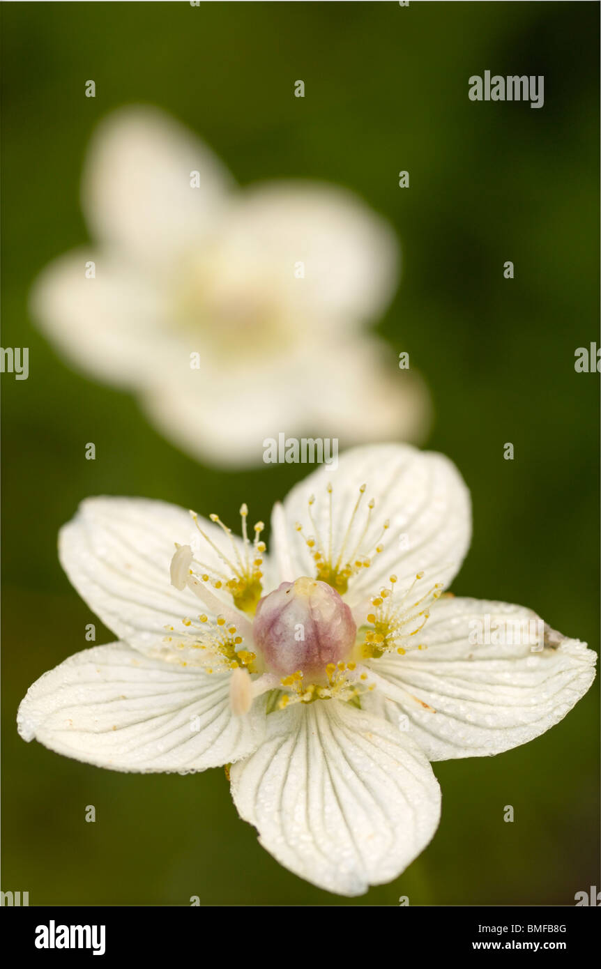 Grass-de-Parnasse, Parnassia palustris Marsh, dans des milieux humides de fleurs sauvages Banque D'Images